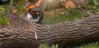 How Our Tree Care Process Works  in  Oak Harbor, OH